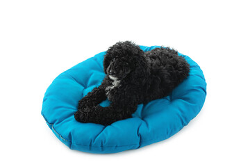 Concept of home pet, black toy poodlу isolated on white background