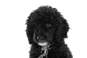 Concept of home pet, black toy poodlу isolated on white background