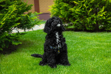 Concept of home pet, black toy poodlу
