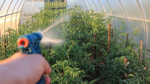 Manual watering of vegetables in the greenhouse. Healthy food, subsistence farming, agriculture, vegetable growing.