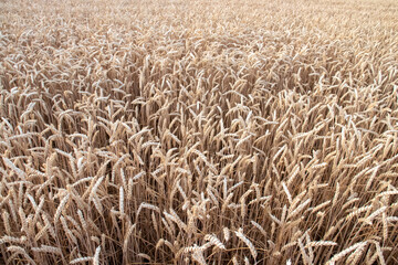 Golden wheat field background. Ears of ripe wheat in the rays of the setting sun, close-up, texture