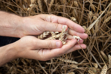 Farmer hands holding wheat. Male hand holding ripe golden wheat ears on blurred wheat field background. Close up, top view. Harvesting concept