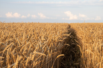 Path through golden wheat field at sunset. Summer landscape with ripe wheat and stormy dramatic sky. Clouds over the field. Golden hour.	