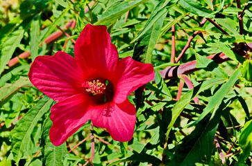 Close-up of single sweet red flowers of hibiscus or rosa sinensis, blooming on branches with green leaves, Sofia, Bulgaria  