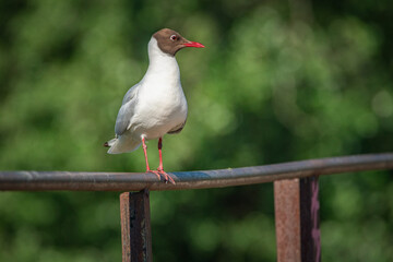 A wild seagull sits on the metal railing of the bridge.