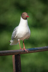 A wild seagull sits on the metal railing of the bridge.