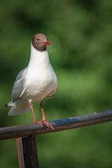 A wild seagull sits on the metal railing of the bridge.