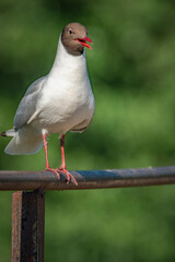 A wild seagull sits on the metal railing of the bridge.