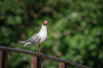 A wild seagull sits on the metal railing of the bridge.