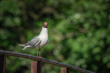 Obraz premium A wild seagull sits on the metal railing of the bridge.