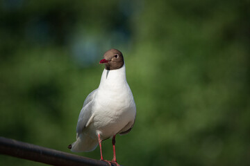 A wild seagull sits on the metal railing of the bridge.