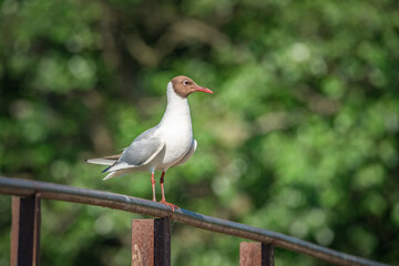 A wild seagull sits on the metal railing of the bridge.