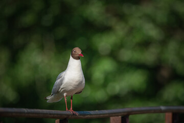 A wild seagull sits on the metal railing of the bridge.