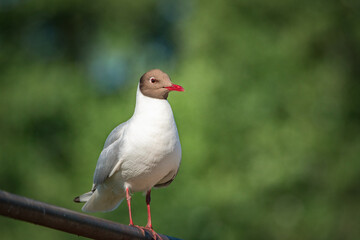 A wild seagull sits on the metal railing of the bridge.