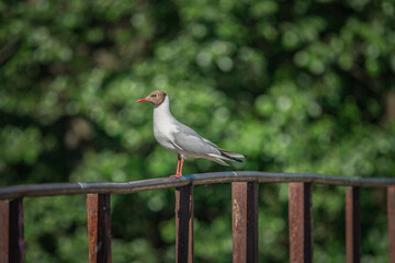 A wild seagull sits on the metal railing of the bridge.