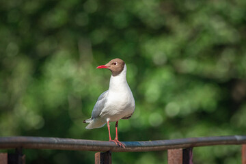 A wild seagull sits on the metal railing of the bridge.