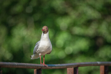 A wild seagull sits on the metal railing of the bridge.
