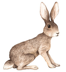 watercolor brown hare, rabbit hand-drawn, isolated character on a white background