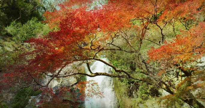 Waterfall Momiji Red leaves Autumn Japan FIX | 滝 紅葉 赤い紅葉 日本の秋 ロング フィックス