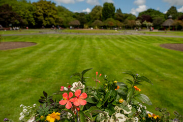 Beautiful red flower in focus. Big open park area out of focus. Warm sunny day and freshly cut grass. Blue cloudy sky.