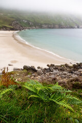 Green fern and Keem bay and beach. Achill island, county Mayo, Ireland. Low clouds over ocean and mountains. Popular tourist area with stunning nature scenery and clean blue water and sandy beach