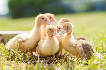Little ducklings are walking on green grass, close up