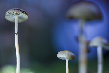 Mushrooms containing psilocybin grow in the forest.Defocused background.