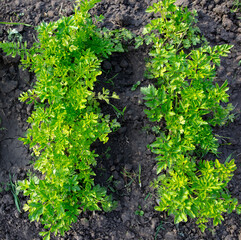 Green leaves of parsley on the beds