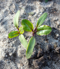 Small green beet leaves in the garden in spring.