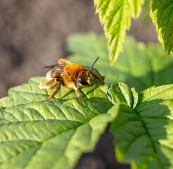 Little bee on a green leaf in nature.