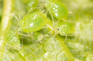 Small green aphids on a tree leaf.