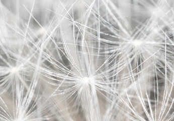 Fluffy dandelions as an abstract background.