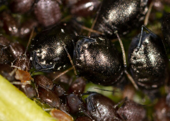 Small black aphids on a green leaf of a tree.