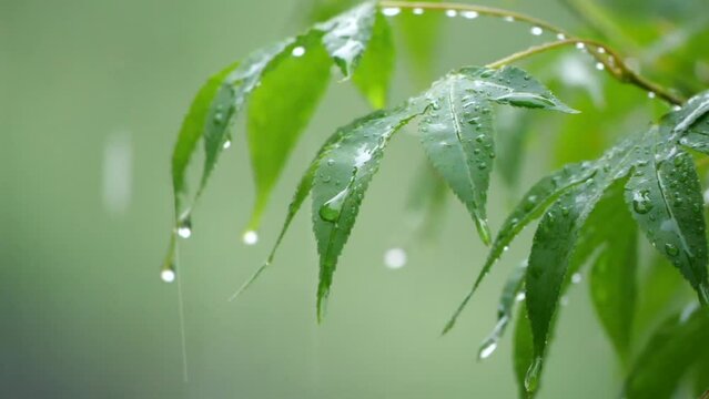 雨　スローモーション　モミジ