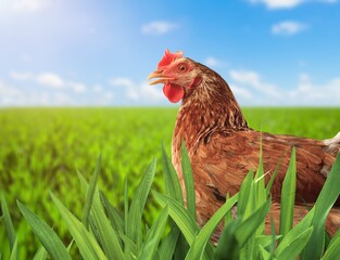 Chicken with light brown feathers in the garden on the farm. Breeding chickens