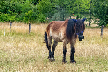 horse in a field