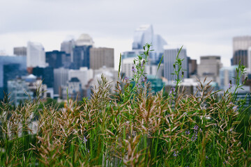 Vegetación y al fondo el centro los edificios del centro de Calgary Canadá © Marotoson
