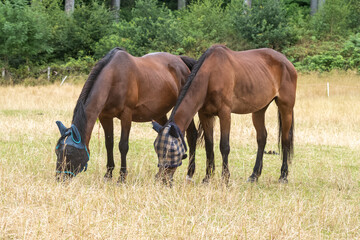 Fototapeta premium horses in the meadow