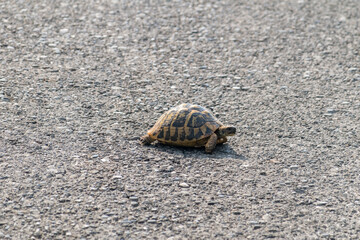 Hermann's tortoise (Testudo hermanni) on the road.