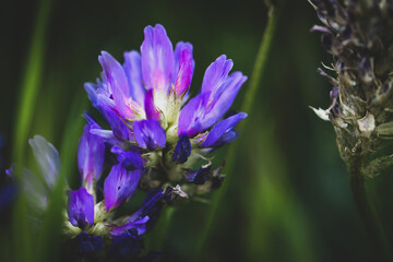 flore de color violeta intenso un colores esotérico