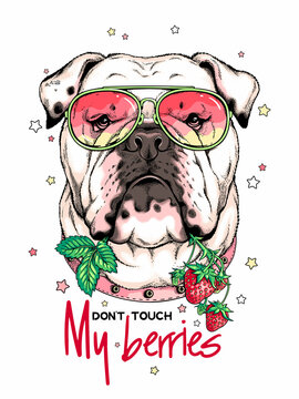 English bulldog with a sprig of strawberries. Don't touch my berries illustration. Stylish image for printing on any surface	