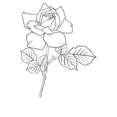 Roses Line art