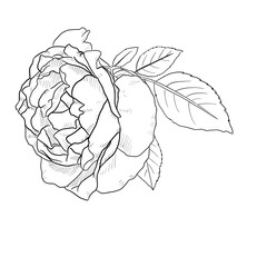 Roses Line art
