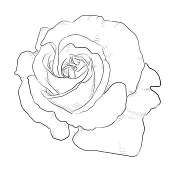 Roses Line art
