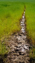 Champ de lin après inondation