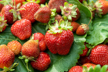 A box of freshly picked strawberries in the field