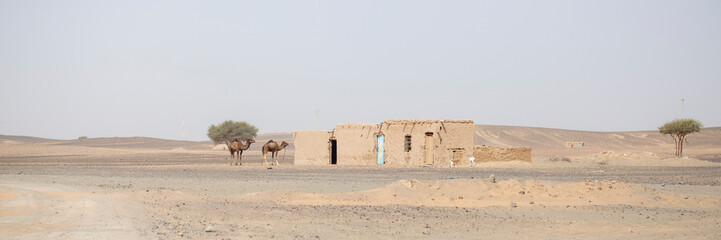 Dromedarios y cabras junto a casa de adobe en el desierto. Sur de Marruecos.