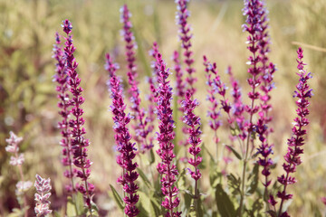 Salvia nemorosa. Sage. Purple flowers of Balkan clary. A medicinal herbaceous plant of woodland sage or wild sage