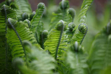 Fern. Rolled leaves of a young fern bush in the forest in spring