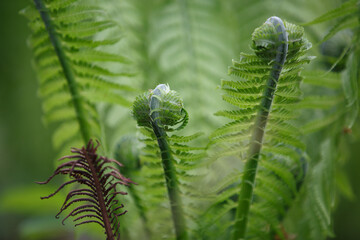 Fern. Rolled leaves of a young fern in the forest in spring